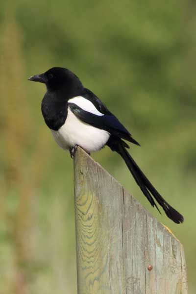 6699-Eurasian-Magpie-(c)-Gehan-de-Silva-Wijeyeratne-IMG_1326-2015-05-30-..