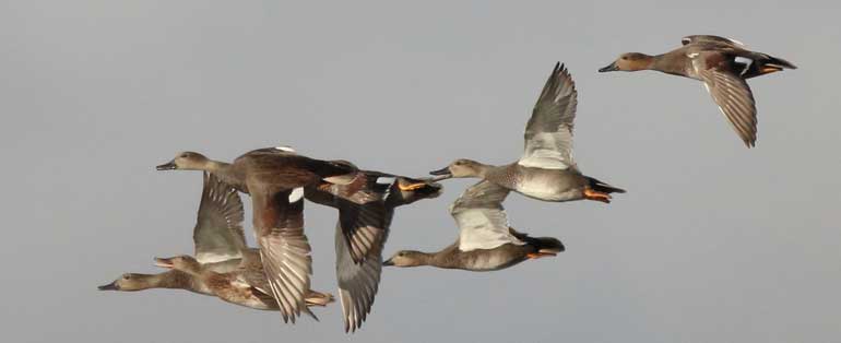 Gadwall--(c)-Gehan-de-Silva-Wijeyeratne-IMG_2156-2014-10-19-Rye-Meads