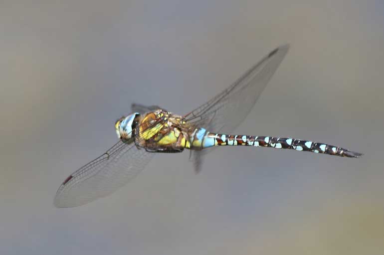 Migrant-Hawker--(c)-Gehan-de-Silva-Wijeyeratne-IMG_85152014-08-09-London..