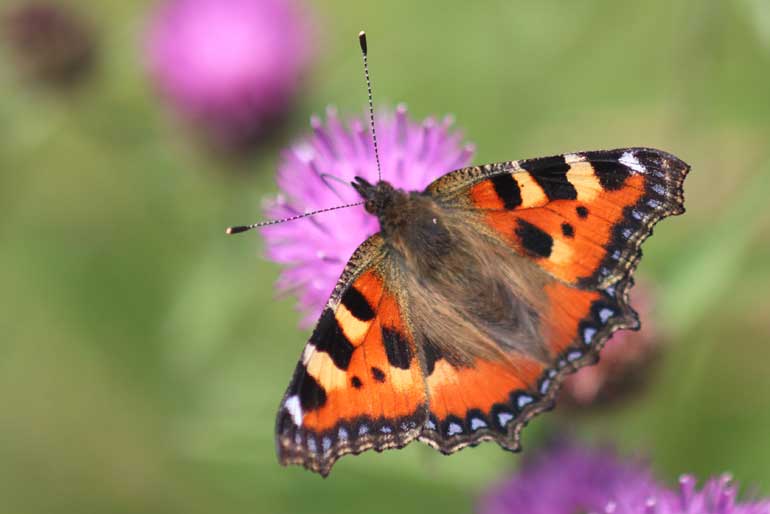 Tortoiseshell-(c)-Gehan-de-Silva-Wijeyeratne-IMG_2588-2015-06-27-Soham