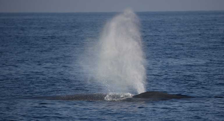 100-Blue-Whale-(c)-Gehan-de-Silva-Wijeyeratne-YE0M3807-2008-04-04-Mirissa