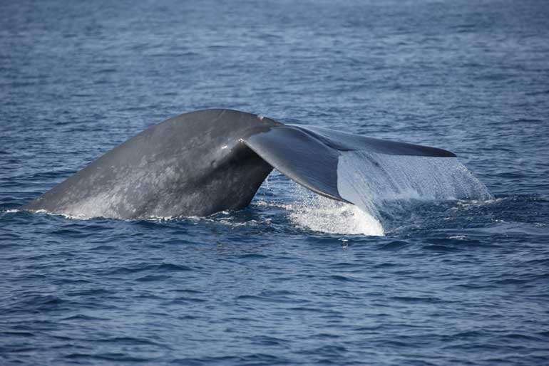 100-Blue-Whale-(c)-Gehan-de-Silva-Wijeyeratne-YE0M3857-2008-04-04-Mirissa