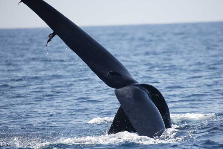 100-Blue-Whale-courtship-(c)-Gehan-de-Silva-Wijeyeratne-YE0M5132-2012-04-13-Mirissa