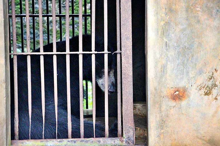 Sloth-Bear---Dehiwala-Zoo