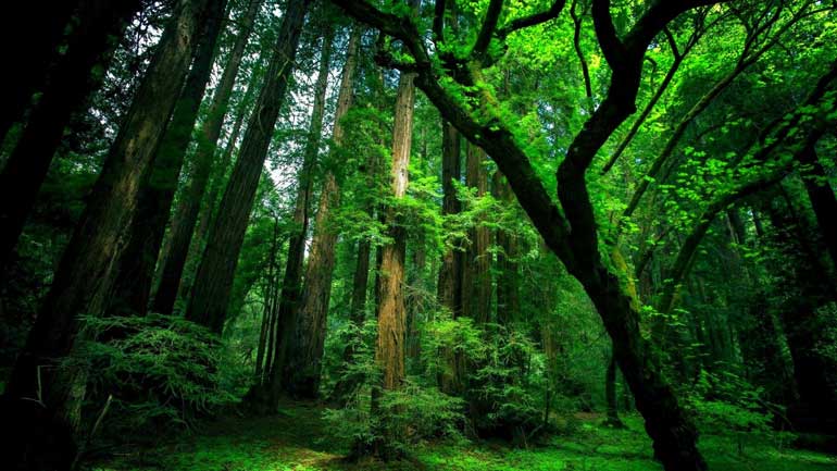 Green-Forest-3