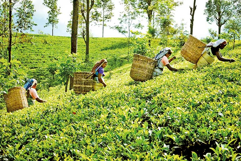 lead-Sri-Lankan-tea-workers