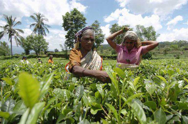 Outside-lead-1-tea-plantations-workers-agriculture-women