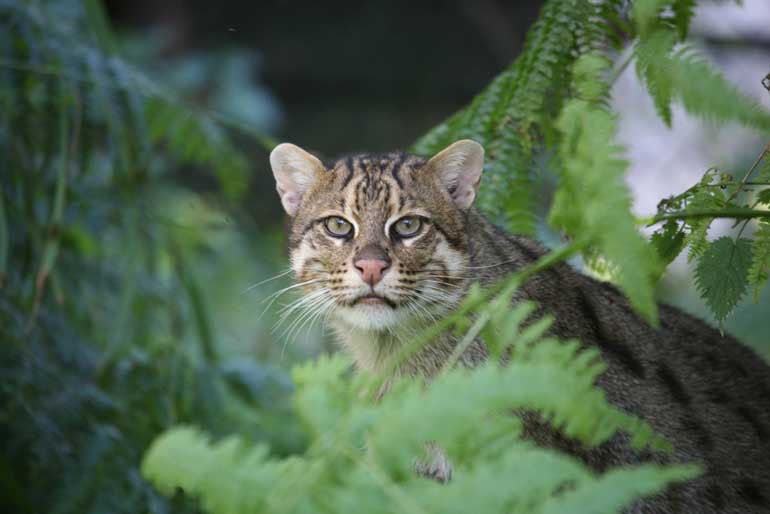 Fishing-Cat_Neville-Buck_1