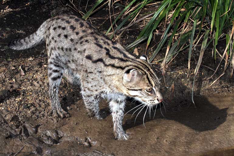 Fishing-Cat_Neville-Buck_2