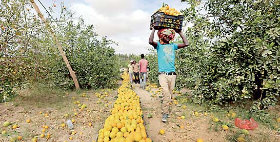 A worker carries a box of oranges during a harvest at a farm in Yemen's war-torn northern city of Marib