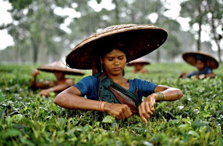Tea-Estate-Bangladesh