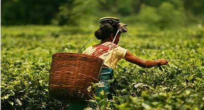 tea-plantation