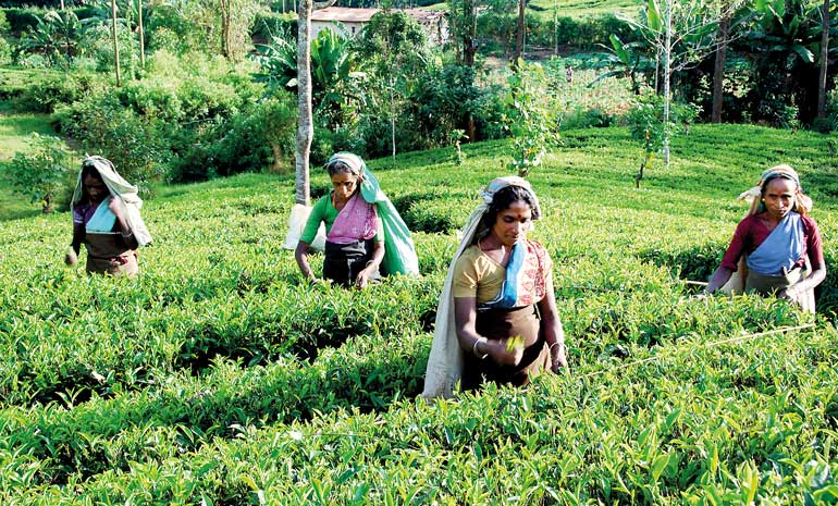 tea-plantations_16
