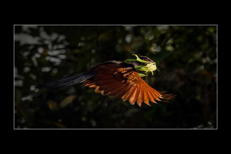 Building-a-Nest---Mohan-Gurusinghe