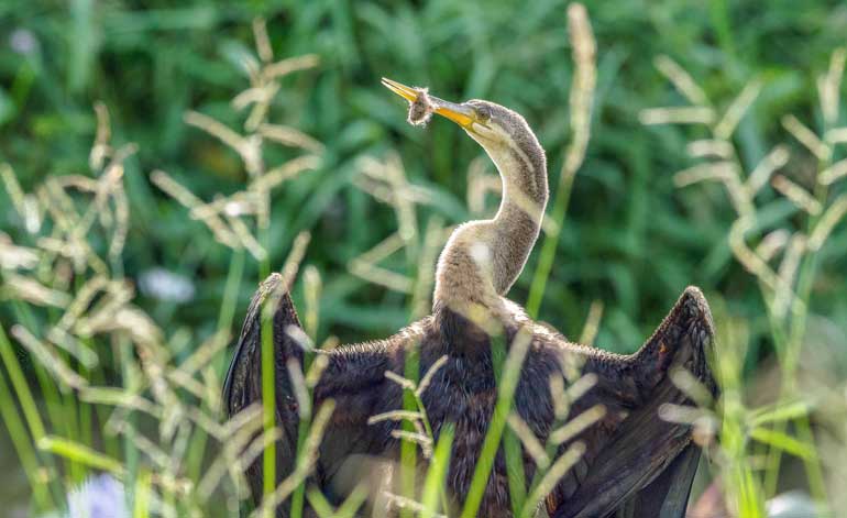 Sunbathing---Mohan-Gurusinghe