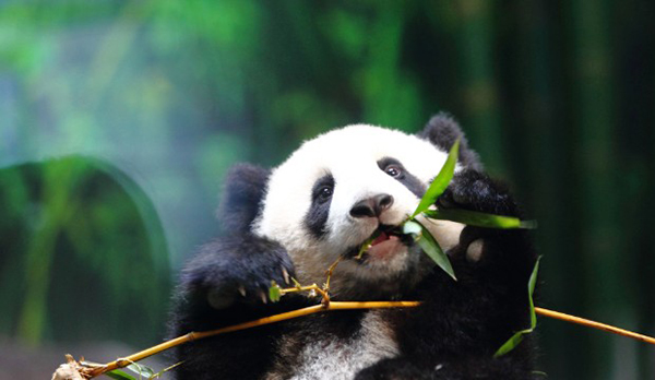 140813134809-panda-cub-long-long-horizontal-gallery