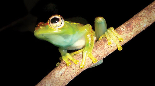 tree frog (4)