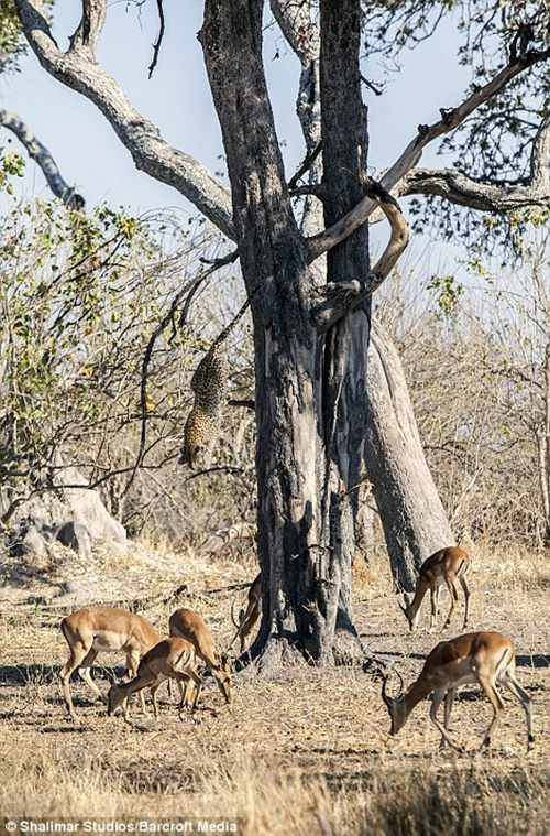 1411563455492_wps_64_4_21_MOREMI_GAME_RESERVE_