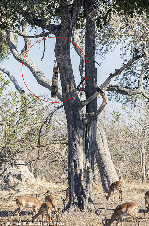 1411563481381_wps_66_3_21_MOREMI_GAME_RESERVE_