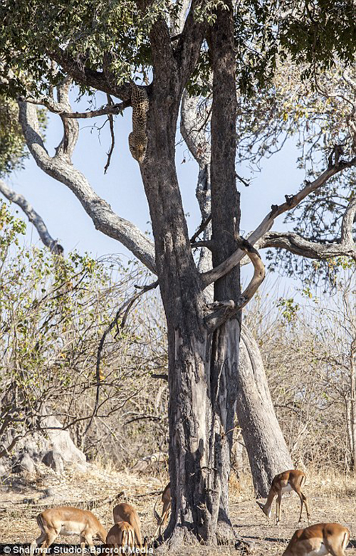 1411563687885_wps_78_2_21_MOREMI_GAME_RESERVE_