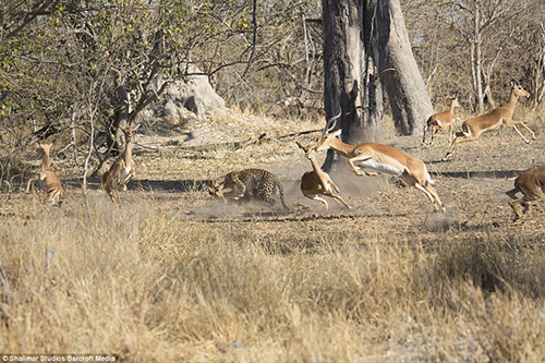 1411563845364_wps_79_7_21_MOREMI_GAME_RESERVE_