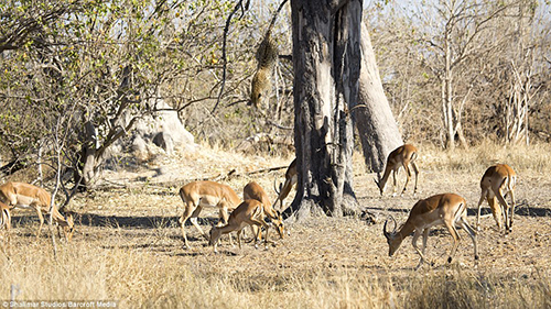 1411564130268_wps_82_5_21_MOREMI_GAME_RESERVE_