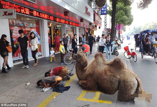 1413802945450_wps_26_Pic_shows_This_camel_was_