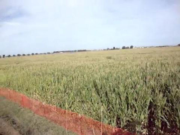 2010-Worlds-Largest-Corn-Maze-Movie,-Dixon-CA.mp4_snapshot_00.19_[2014.11.07_10.01