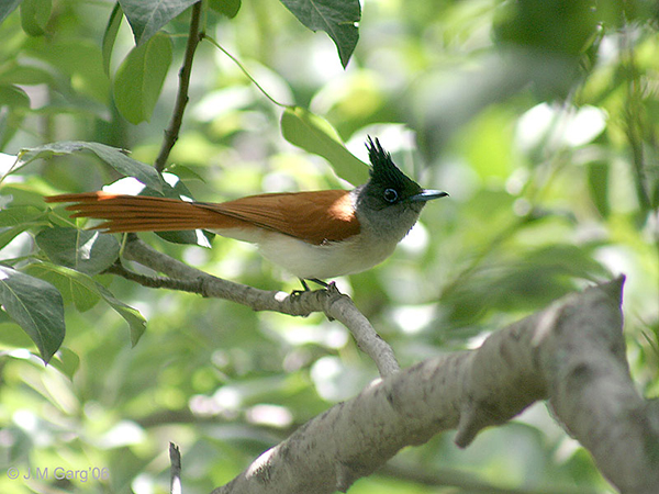 Asian_Paradise_Flycatcher-_Female_at_nest_in_Himachal_I_IMG_2949