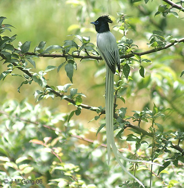 Asian_Paradise_Flycatcher-_Male_at_Himachal_I2_IMG_2939