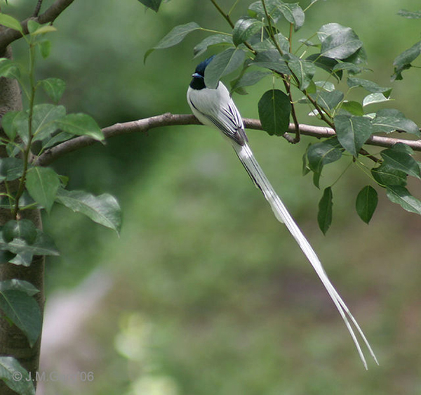 Asian_Paradise_Flycatcher-_Male_at_Himachal_I4_IMG_3011 - Copy