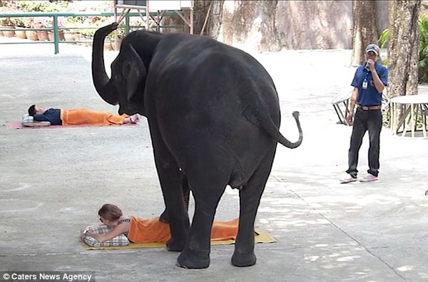 2528D8B800000578-0-Just_relax_The_elephants_administer_the_massage_using_both_their-m-7_1422525927933