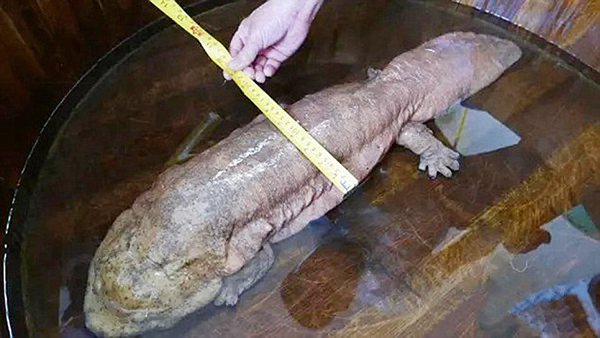 Rare Chinese Giant Salamander Found In River