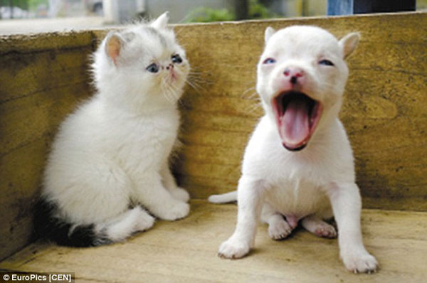 288D9B7000000578-3076658-The_now_one_month_old_animal_doesn_t_resemble_a_cat_in_anyway_ac-a-29_1431344976042