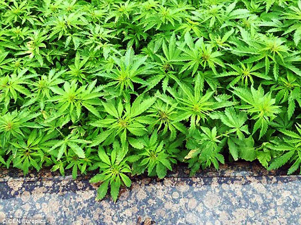 291AD0AF00000578-3099143-While_cannabis_is_illegal_in_Kazakhstan_the_country_s_climate_is-a-18_1432729988468