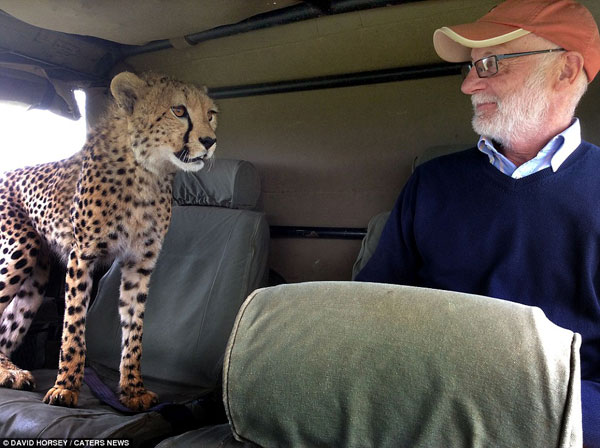 2A5D76B500000578-3154536-At_first_the_cheetah_simply_looked_at_Irish_tourist_Mickey_McCal-a-55_1436440461407
