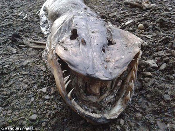 2B16A2C600000578-3184882-The_huge_beast_still_has_a_mouth_full_of_teeth_and_one_walker_sa-a-11_1438688463991[1]