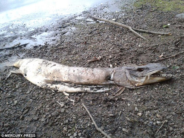 2B16A4A400000578-3184882-The_discovery_of_the_corpse_on_the_shore_of_Hollingworth_Lake_in-a-13_1438688463994[1]