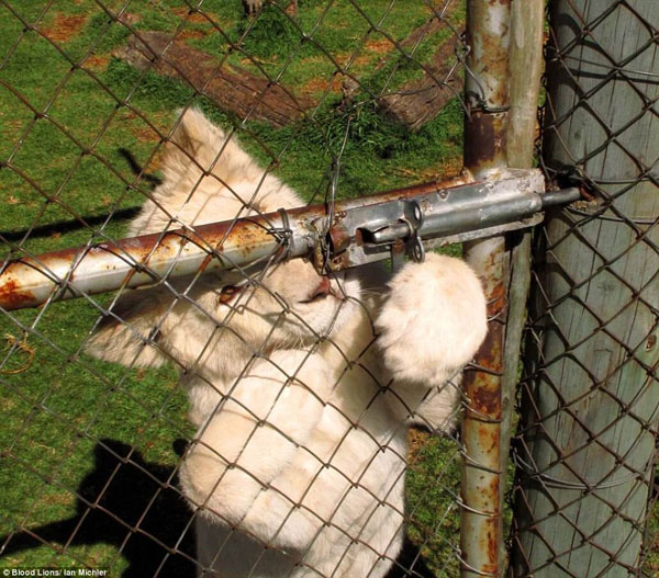 2B3F95F500000578-3020102-Trapped_Lions_are_being_bred_in_their_hundreds_in_private_reserv-a-7_1439277124775[1]