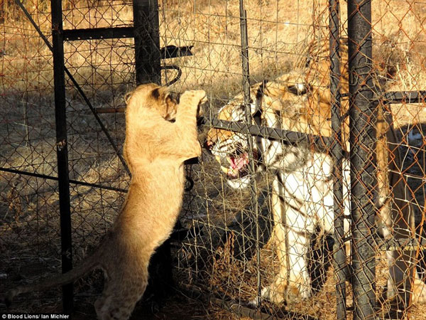 2B3F967300000578-3020102-Conservation_Owners_of_the_canned_hunting_enclosures_say_they_ar-a-5_1439277124726[1]