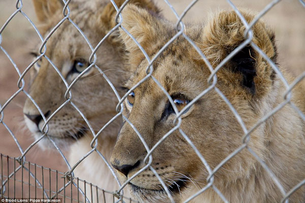2B3FC0E500000578-3020102-Looked_after_John_Matins_adds_that_the_animals_bred_in_captivity-a-26_1439281317612[1]