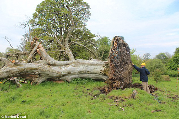 2C4C641600000578-3233726-The_215_year_old_beech_was_blown_over_in_last_year_s_winter_stor-a-1_1442231048592 - Copy