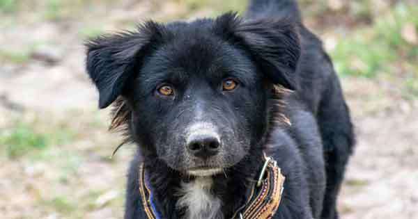 බලු සුරතලා වෙනුවෙන් සාධාරණයක්