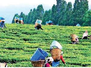 වතු පඩියෙන් විපක්ෂය ඇනගැනීම