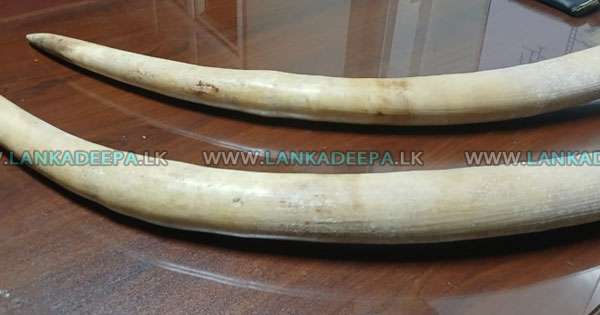 ඇත් දළ ජෝඩුවක් සමඟ තිදෙනකු අල්ලයි