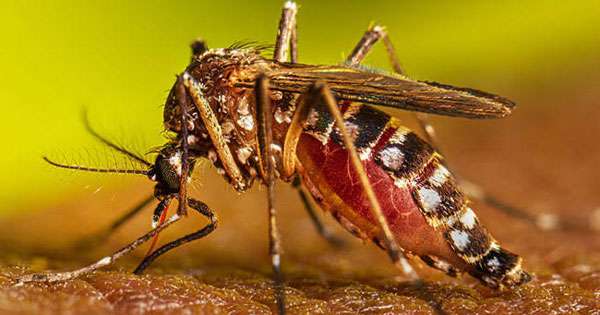 අගෝස්තු මුල් දින 9ට ඩෙංගු රෝගීන් 4,292ක්