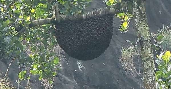 බඹර ප්‍රහාරයෙන් අයෙක් මරුට:පහක් රෝහලට