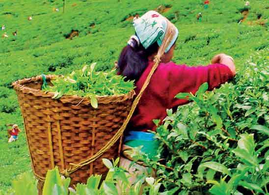 පෙබරවාරියේදී තේ අලෙවියේ වටිනාකම පහළට