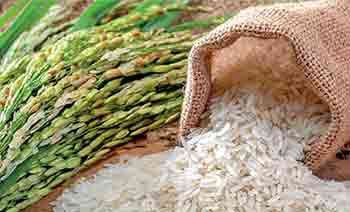 කීරි සම්බා ලොකු ප්‍රශ්නයක් කරගන්නෙ ඇයි?