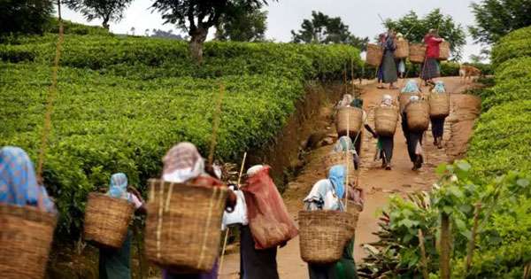 වතුකම්කරු පාරිතෝෂික හිඟ මුදල්  බිලියන 4.5ක් ගෙවයි